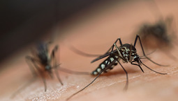 Come allontanare le zanzare? la tua guida antizanzare