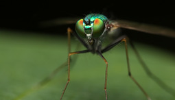 Anti zanzare naturale, i rimedi efficaci contro le zanzare